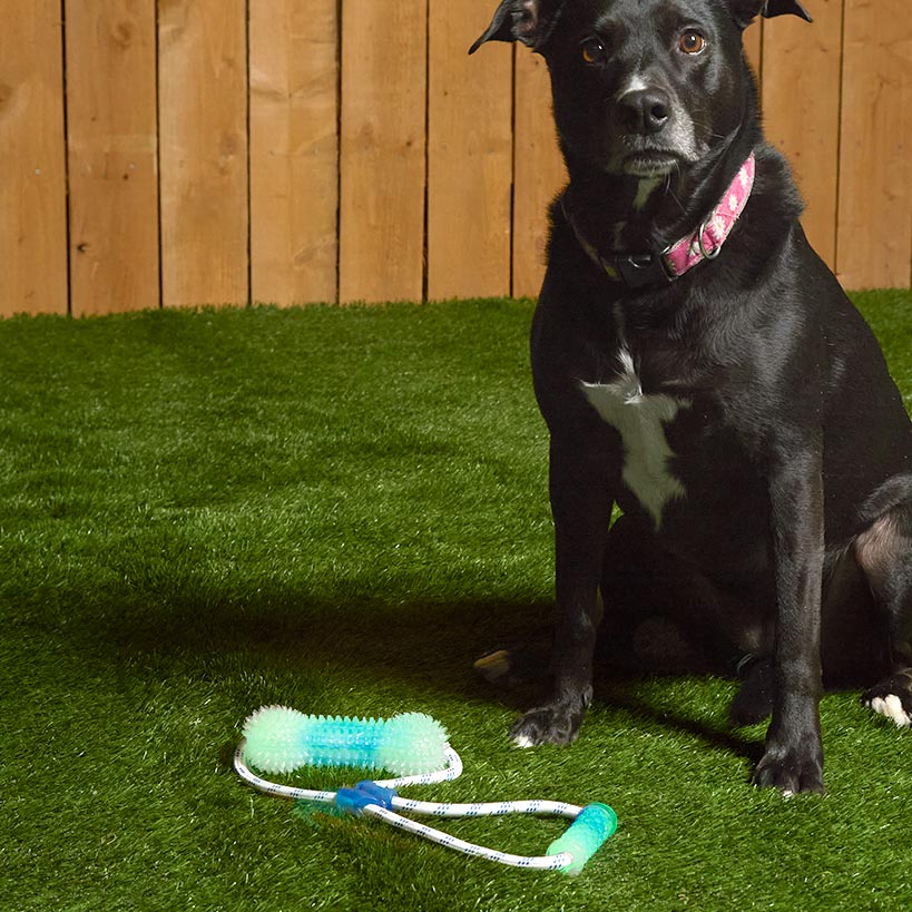 Glow-in-the-Dark Bone Dog Toy - Fetch, Chew, and Tug Fun