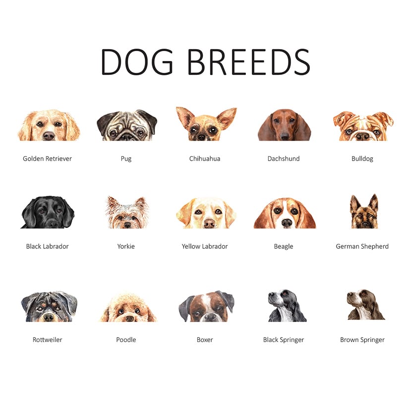 Personalized Dog Breed Mailbox Magnet