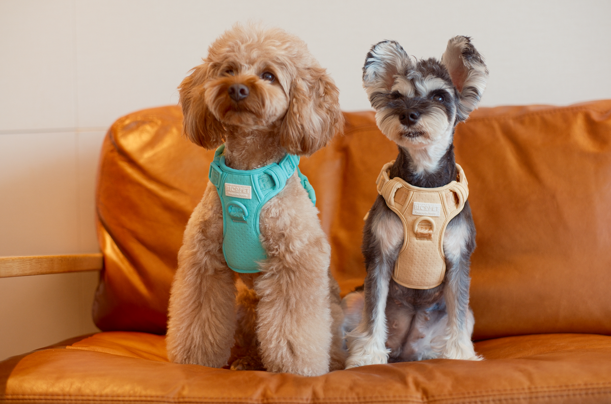 NO PULL ACTIVE PET HARNESS - MINT GREEN