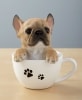 Teacup Pups - French Bulldog