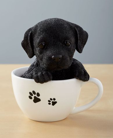 Teacup Pups - Black Lab