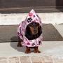 Dog Rain Ponchos - Pink Small