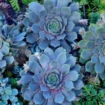 3-Pc. Pacific Blue Hens and Chicks