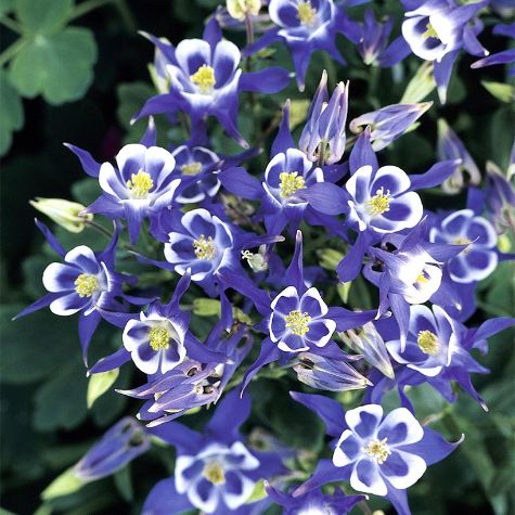 3-Pc. Blue Winky Columbine