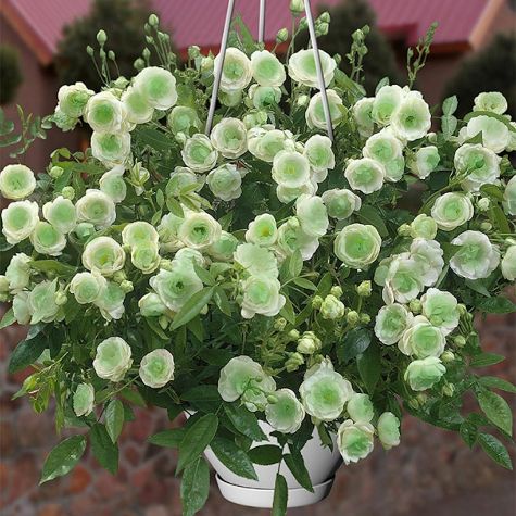 Green Ice Mini Rose Hanging Basket