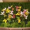 Solar Iris Japonica Collection