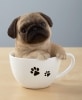 Teacup Pups - Pug