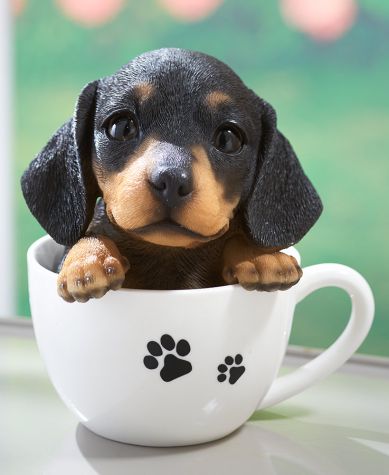 Teacup Pups - Dachshund