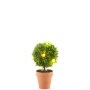 Lighted Faux Boxwood Topiaries or Wreath