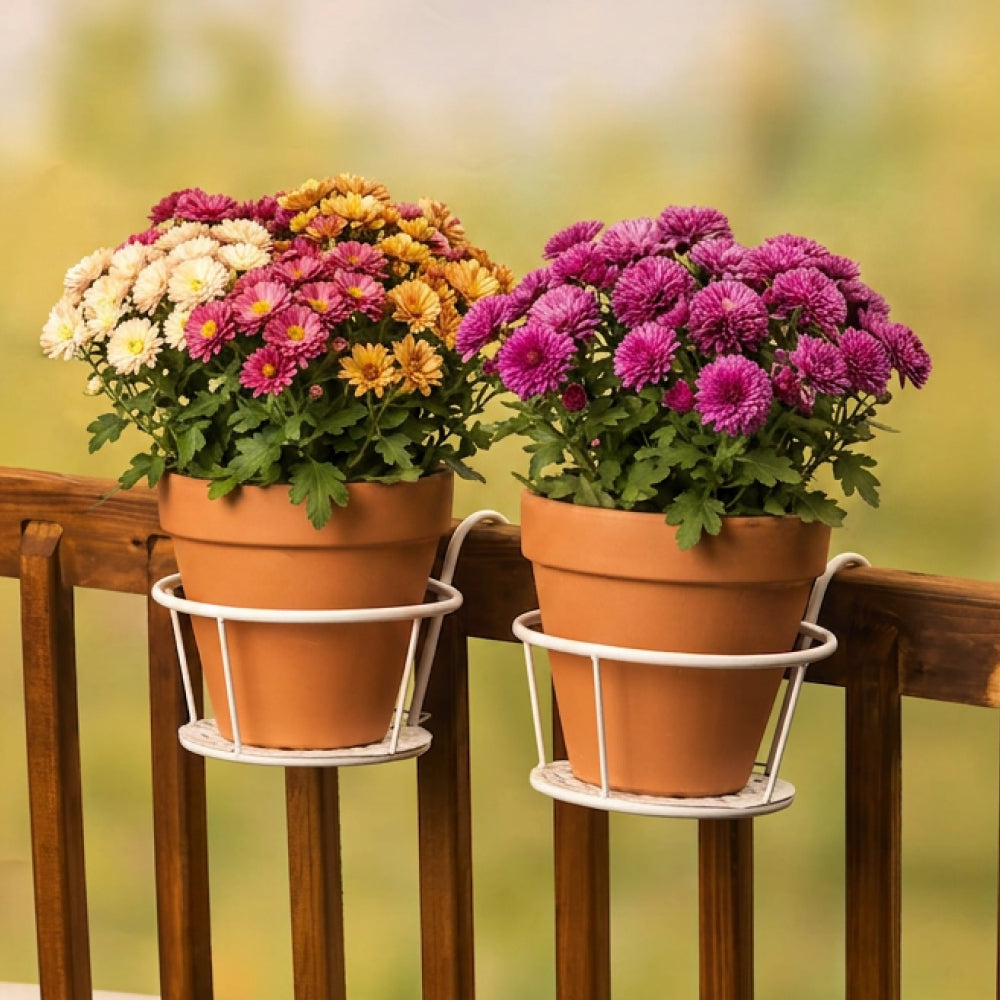 Two terracotta flower pots with blooming chrysanthemums in white hanging garden racks, mounted on a wooden railing with a soft blurred green background.