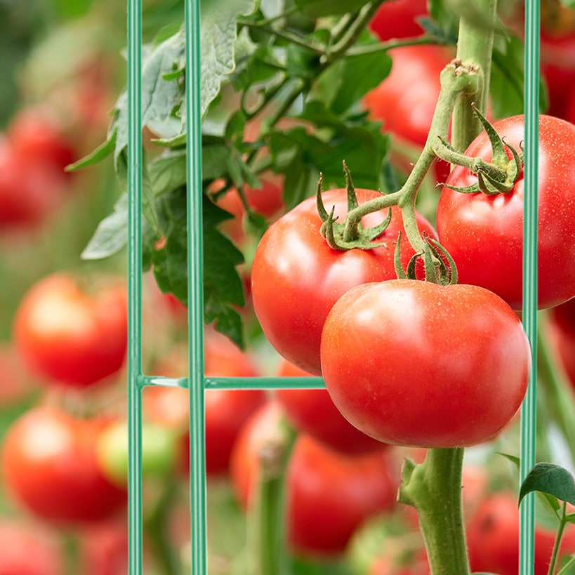 6-Pc. 57" Tomato Ladder