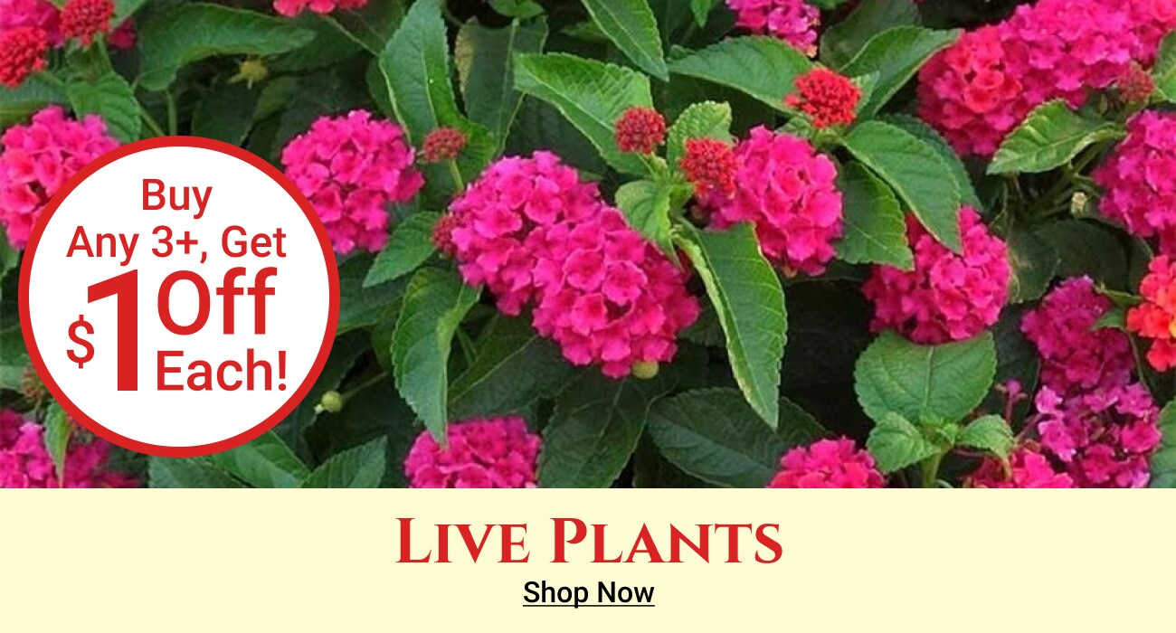 Live plants - Shop Now