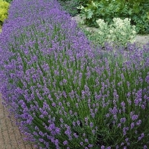 3-Pc. Fragrant Lavender